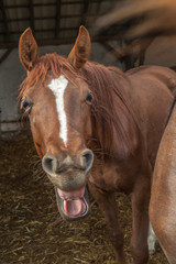 Kopf eines lachenden Pferdes
