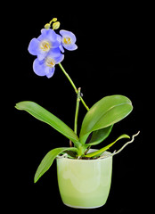 Blue branch orchid flowers with buds, green leaves, vase, flowerpot, Orchidaceae, Phalaenopsis known as the Moth Orchid, abbreviated Phal.