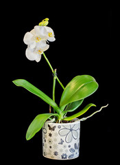 White branch orchid flowers with buds, green leaves, vase, flowerpot, Orchidaceae, Phalaenopsis known as the Moth Orchid, abbreviated Phal.