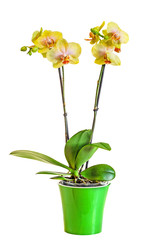 Yellow branch orchid flowers with buds, green leaves, vase, flowerpot, Orchidaceae, Phalaenopsis known as the Moth Orchid, abbreviated Phal.