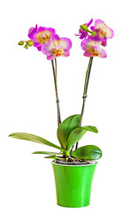 Violet with yellow branch orchid flowers with buds, green leaves, vase, flowerpot, Orchidaceae, Phalaenopsis known as the Moth Orchid, abbreviated Phal.