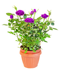 Naklejka na ściany i meble Violet, mauve roses flower bush with buds, green leaves, brown vase, close up, white background.