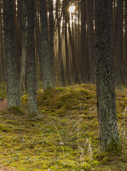 Fototapeta premium sun rays in forest