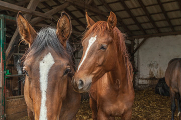 Obraz premium 2 befreundete junge Stuten im Laufstall