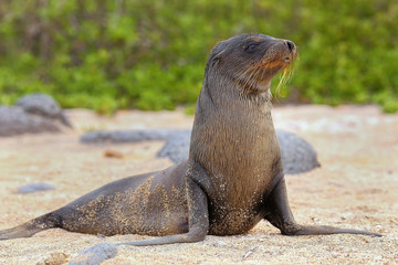 Naklejka premium Young Galapagos sea lion on the beach on North Seymour Island, G