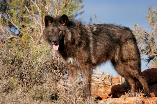 Gray wolf (Canis lupus)