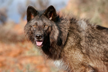 Portrait of Gray wolf