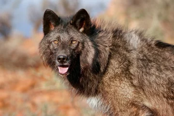 Tissu par mètre Loup Portrait of Gray wolf