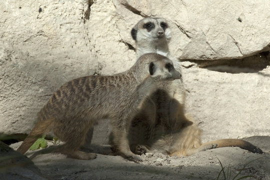 Erdmaennchen, Suricata suricatta