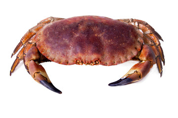 crab isolated