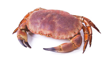 crab isolated