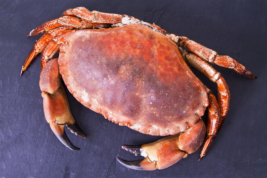 crab on slate plate