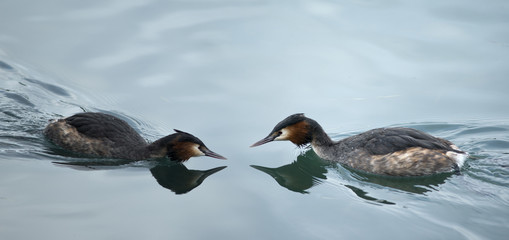 pair of grebes in the water