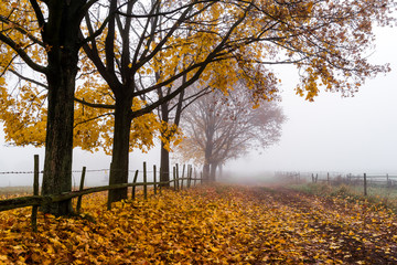 Polna droga © podlaski49