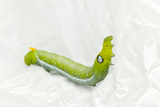 green worm white background
