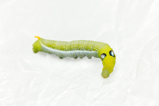 green worm white background