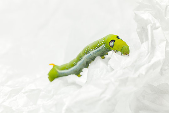 green worm white background