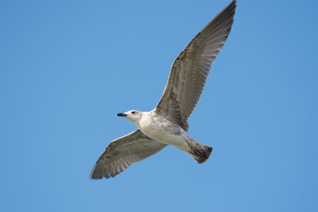 Common yellow-legged gull soars in the sky