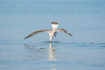 Fototapeta na wymiar Mediterranean gull in flight diving for fish in the water