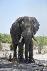 Fototapeta na wymiar vieil éléphant mâle et défenses érodées à casser les troncs d'arbres, Savuti Okavango Botswana