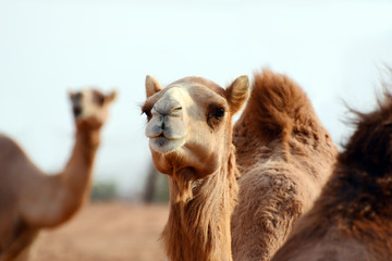 Camel in an arabian desert. United Arab Emirates.