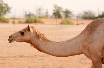 Camel in an arabian desert. United Arab Emirates.