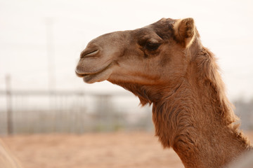 Camel in an arabian desert. United Arab Emirates.