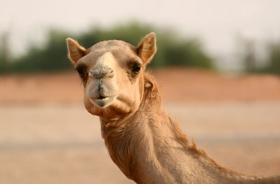 Camel in an arabian desert. United Arab Emirates.
