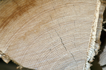 Jahresringe, holzscheibe, Baumscheibe