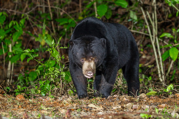 Nocturnal animals Malayan sun bear, Honey bear (Ursus malayanus) in real nature 