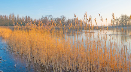 Shore of a lake in sunlight in winter