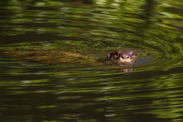 Smooth-coated otter(Lutrogale perspicillata) swimming in the water