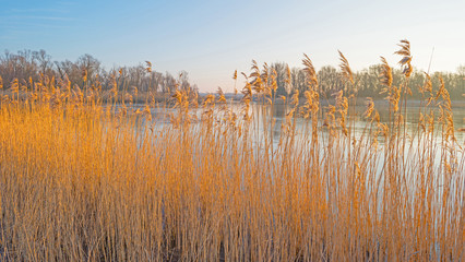 Shore of a lake in sunlight in winter