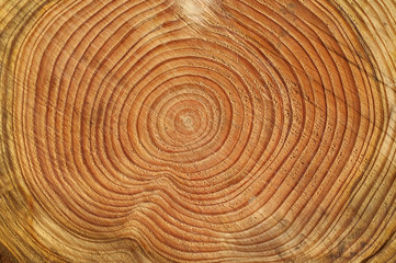 Fototapeta premium Jahresringe, Fichtenstamm, Picea; abies