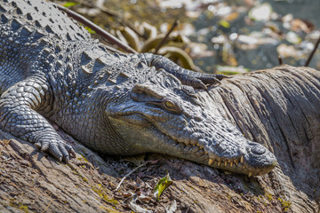 Close up of Siamese crocodile ( Crocodylus siamensis) relaxing 