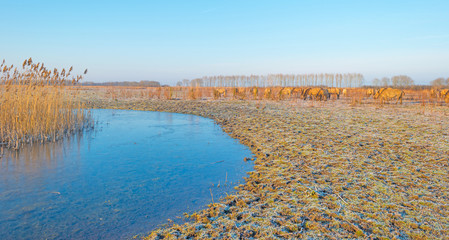 Horses in frozen nature in winter © Naj