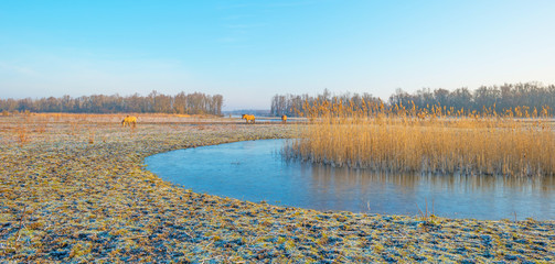 Horses in frozen nature in winter © Naj