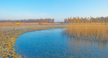 Horses in frozen nature in winter © Naj