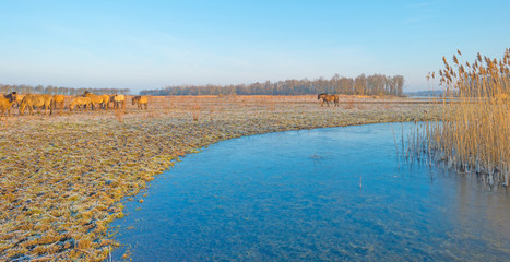 Horses in frozen nature in winter © Naj