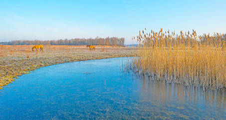 Horses in frozen nature in winter © Naj