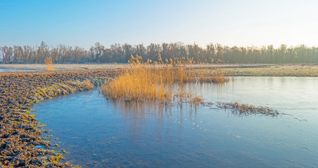 Shore of a lake in sunlight in winter