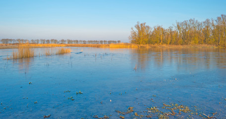Forest along a lake in winter