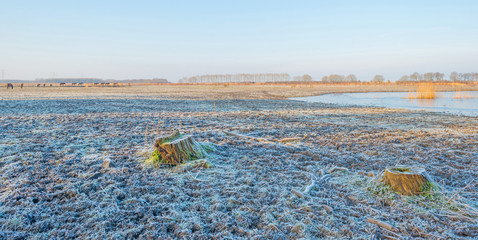 Shore of a lake in sunlight in winter
