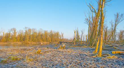 Forest along a lake in winter © Naj