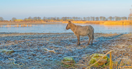 Horse in frozen nature in winter © Naj