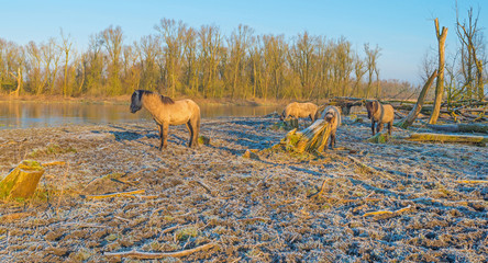 Horses in frozen nature in winter © Naj