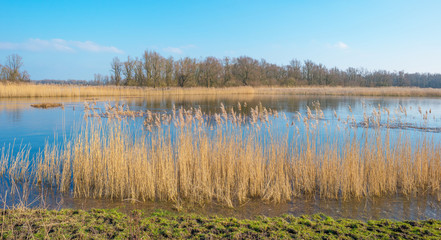 Shore of a lake in sunlight in winter