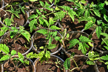 Green tomato seedling.