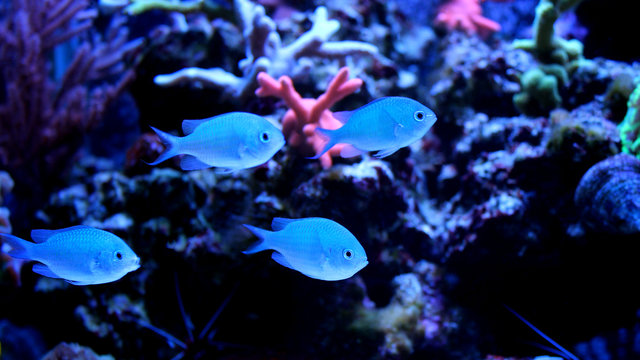 Group of Blue Chromis (Chromis atripectoralis) 
