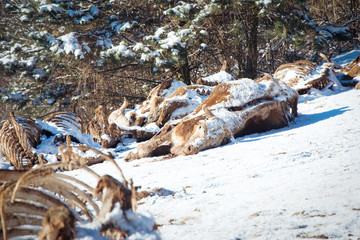 Dead cow on the ground